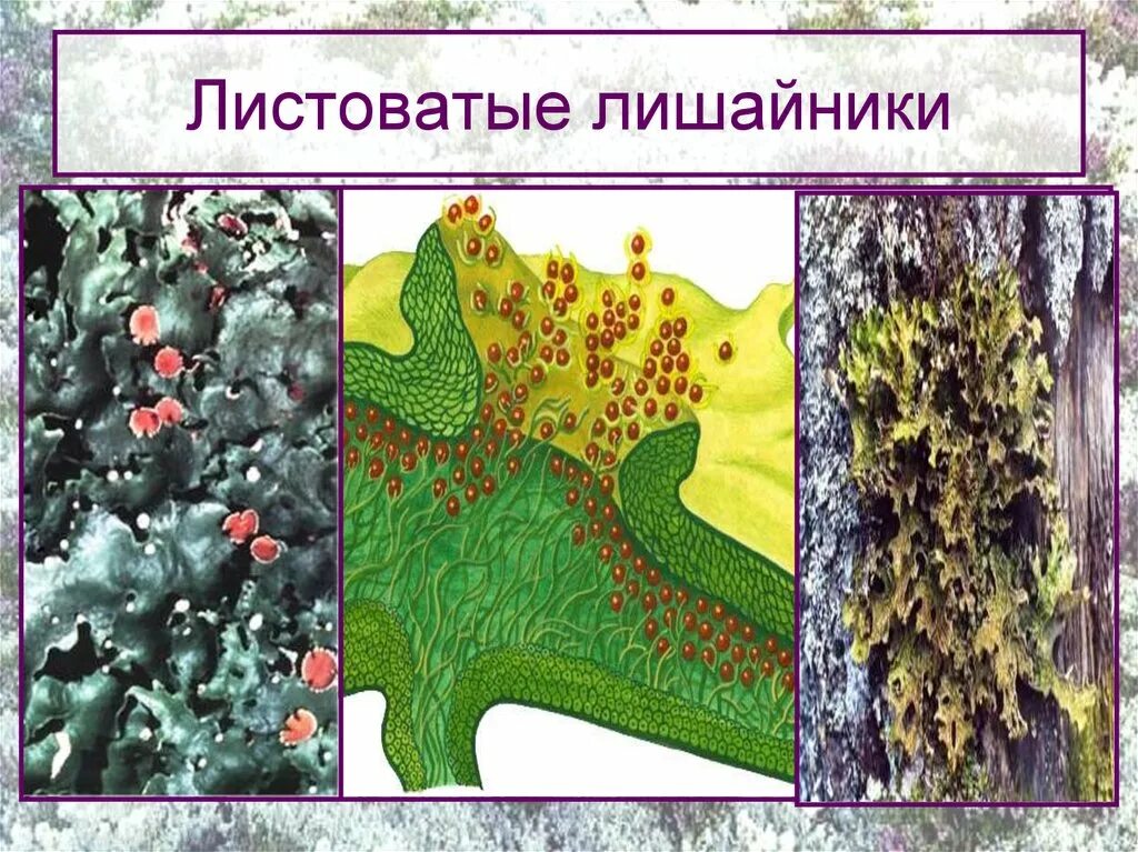 Какую среду обитания освоил лишайник. Листоватые лишайники 5 класс. Лишайники 5 класс биология. Листоватые (листовидные) лишайники. Листоватые лишайники строение.