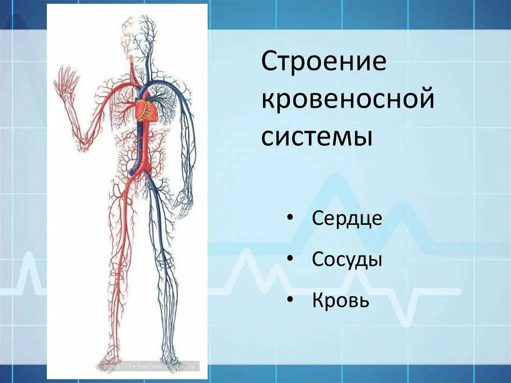 Кровеносная система человека доставляет лекарственные впр. Кровеносная система человека схема 3 класс. Кровеносная система человека схема 4 класс. Кровеносная система схема 3 класс. Кровеносная система человека 3 класс окружающий мир схема.