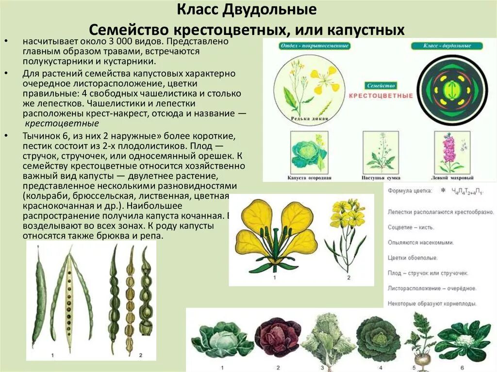 Класс двудольные семейство крестоцветные. Характеристика семейства капустные (крестоцветные). Семейство крестоцветные капустные цветок. Представители цветка крестоцветных.