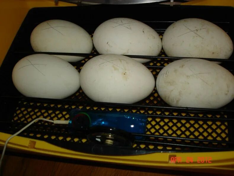 Моют ли яйца перед инкубацией. Инкубатор Теплушка гусиные яйца. Гусиные яйца в инкубаторе. Инкубация гусиные гусиные яйца. Инкубация гусиных яиц, яиц.