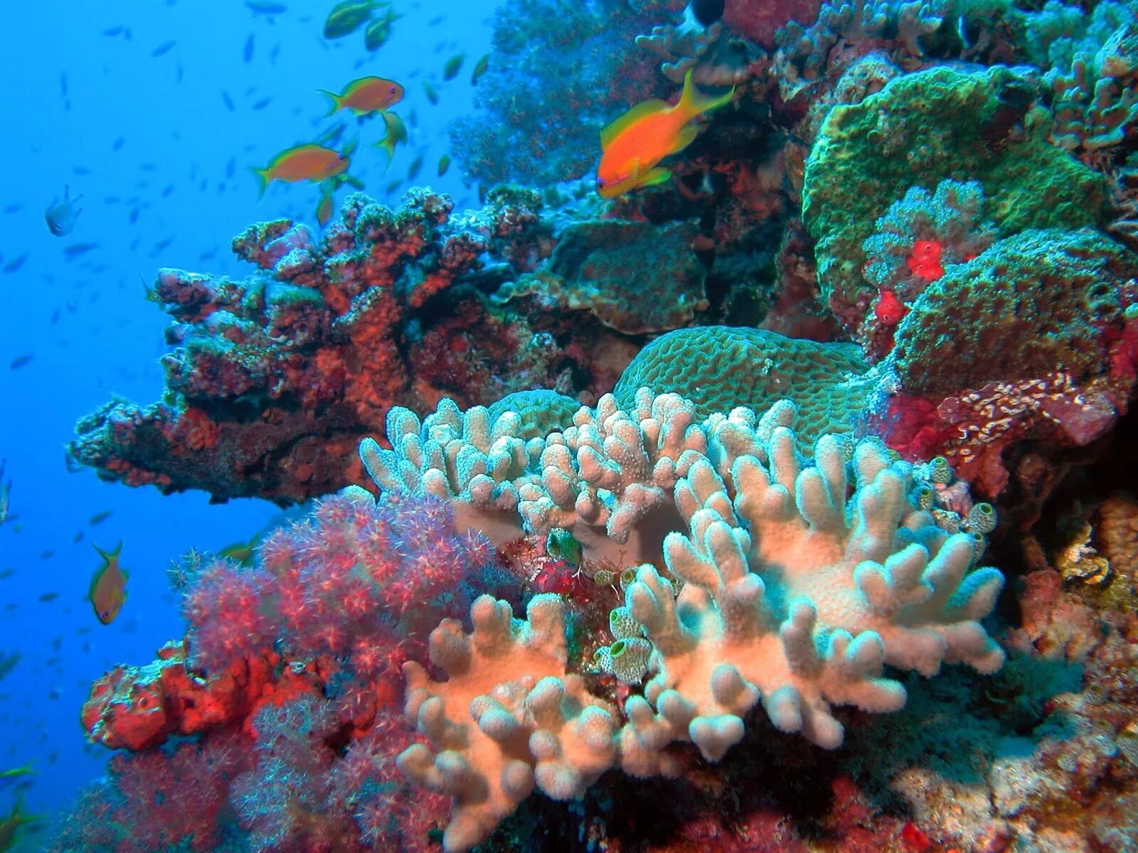Сообщество кораллового рифа. Бентос губки. Коралловый риф. Морской бентос. Бентос в тихом океане.