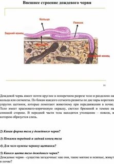 Стенка тела образована