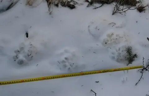 Следы росомахи