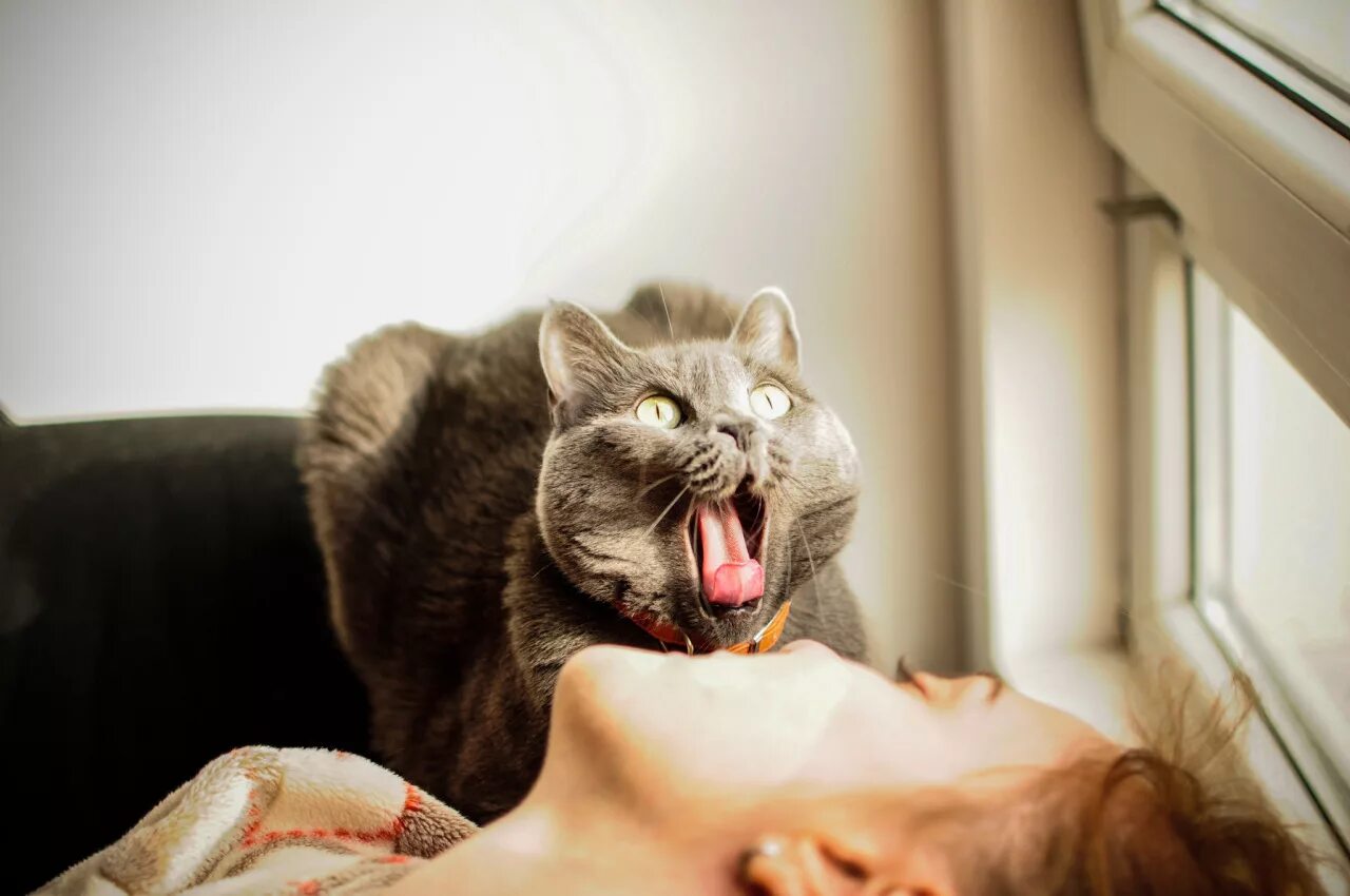 Почему коты начинают орать