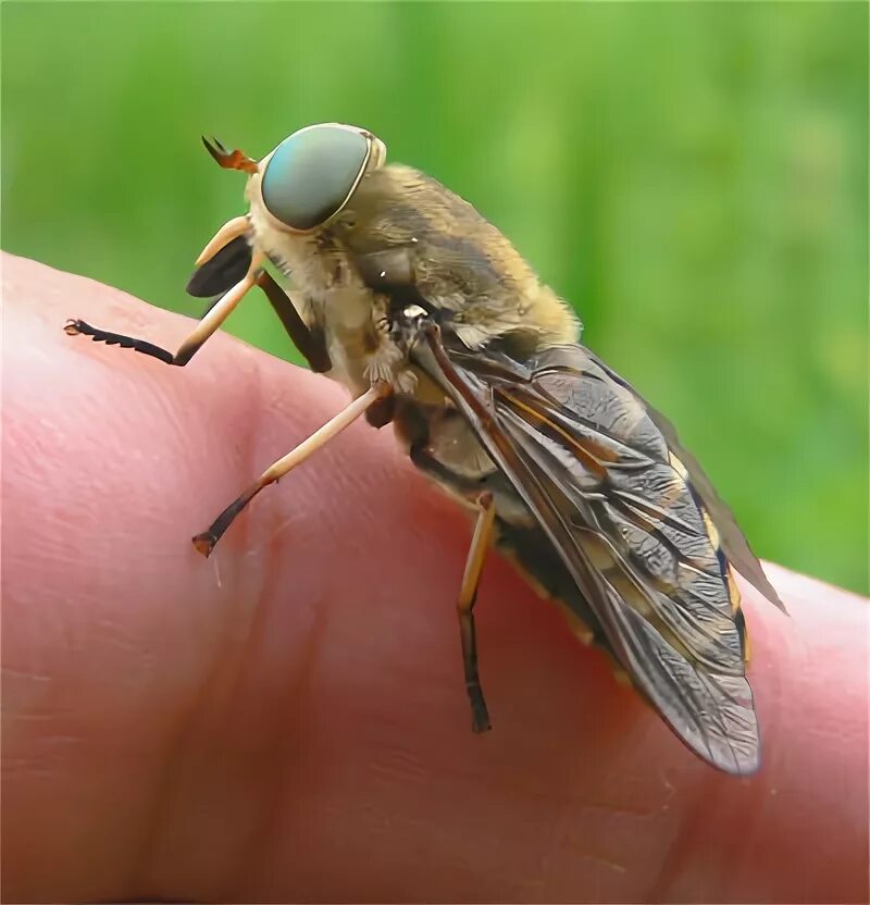слепень златоглазка. муха цеце зеленая. слепень tabanus. серая горная кавказская пчела. муха львинка.