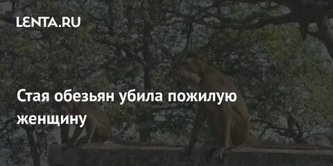 Убивал шимпанзе