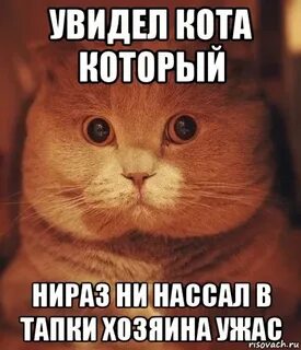 Увидела котика