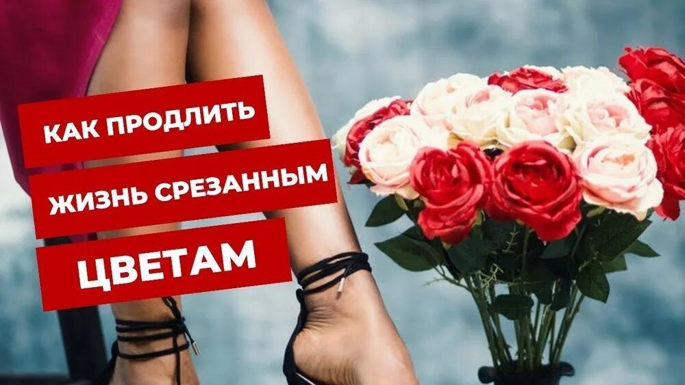 Как продлить жизнь цветам. Как продлить жизнь срезанным цветам. Продлить жизнь букету. Уход за срезанными цветами.