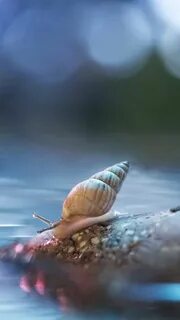 Водяная улитка медленно
