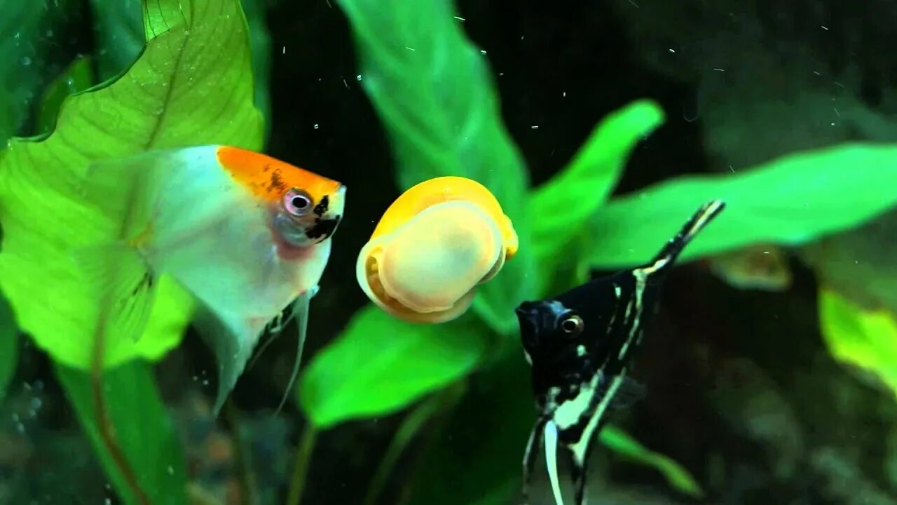 Съели скалярию