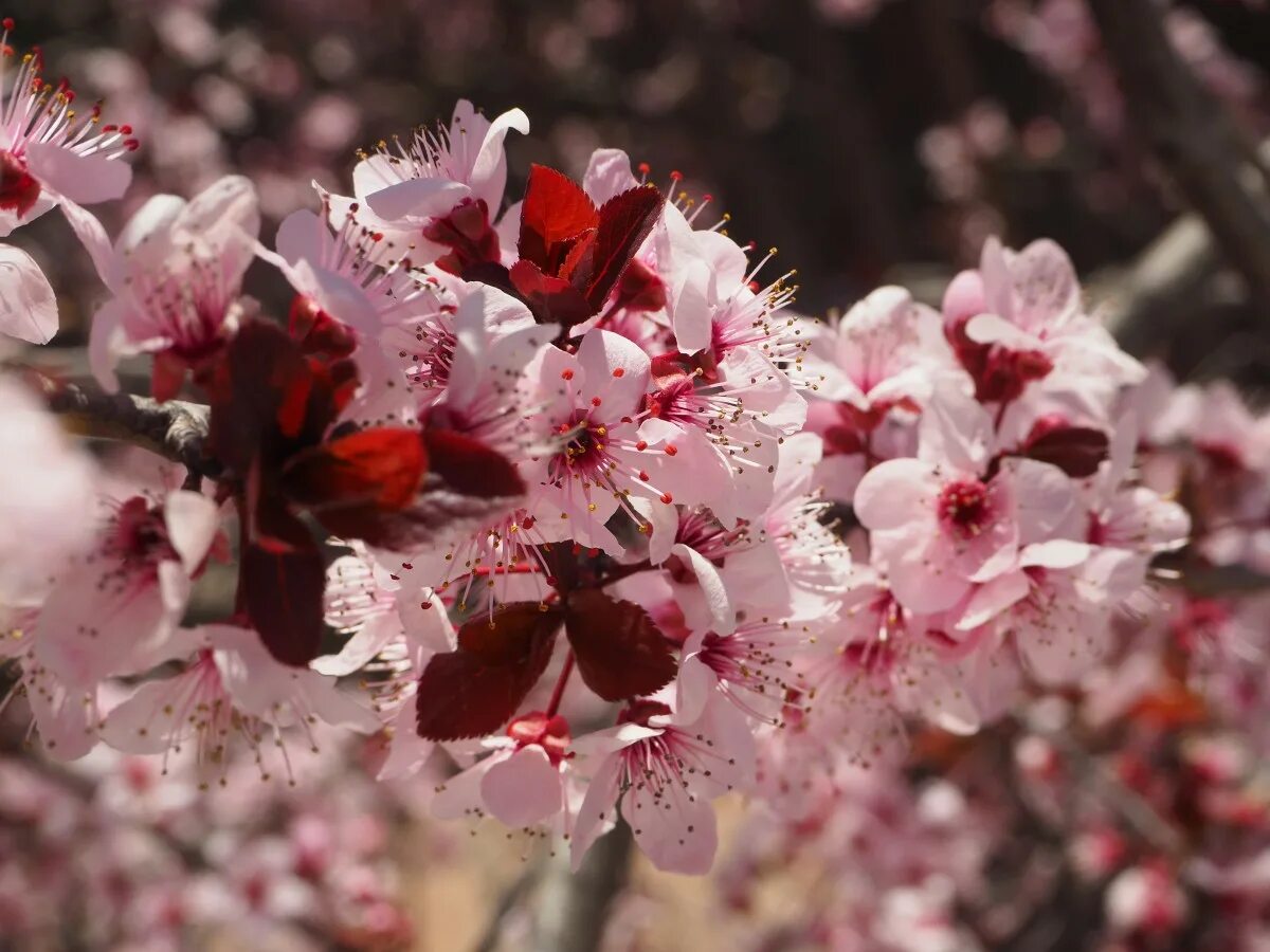 Зацветает красно. Черри блоссом цветок. Сакура Дикая вишня. Sakura вишня. Сакура Вишневая Каскад.