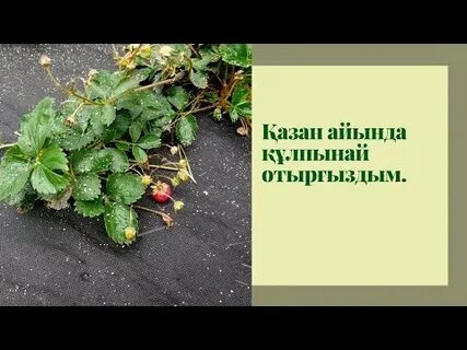 Құлпынай анальды фото