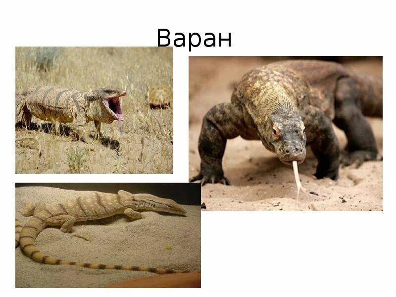 Сообщение о комодском варане 4 класс. Доклад о варане. Варан туркменистан. Варан презентация. Серый варан.