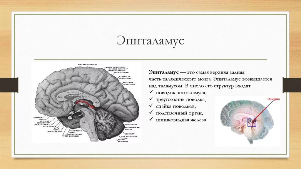 Спайки головного мозга. Поводки промежуточного мозга. Промежуточный мозг эпиталамус функции. Эпиталамус функция головного мозга. Метаталамус промежуточного мозга функции.