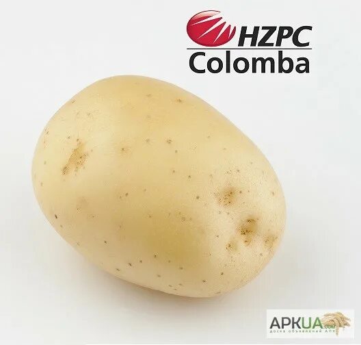 Сорт картофеля коломбо срок созревания. Картофель сорт Коломба. Сорт картофеля Коломбо. Семена картофеля Коломбо. Коломба картофель Коломбо.