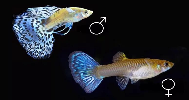 Аквариумные рыбки гуппи самки. Рыба гуппи самка. Гуппи самец и самка. Рыба гуппи аквариумная самка.