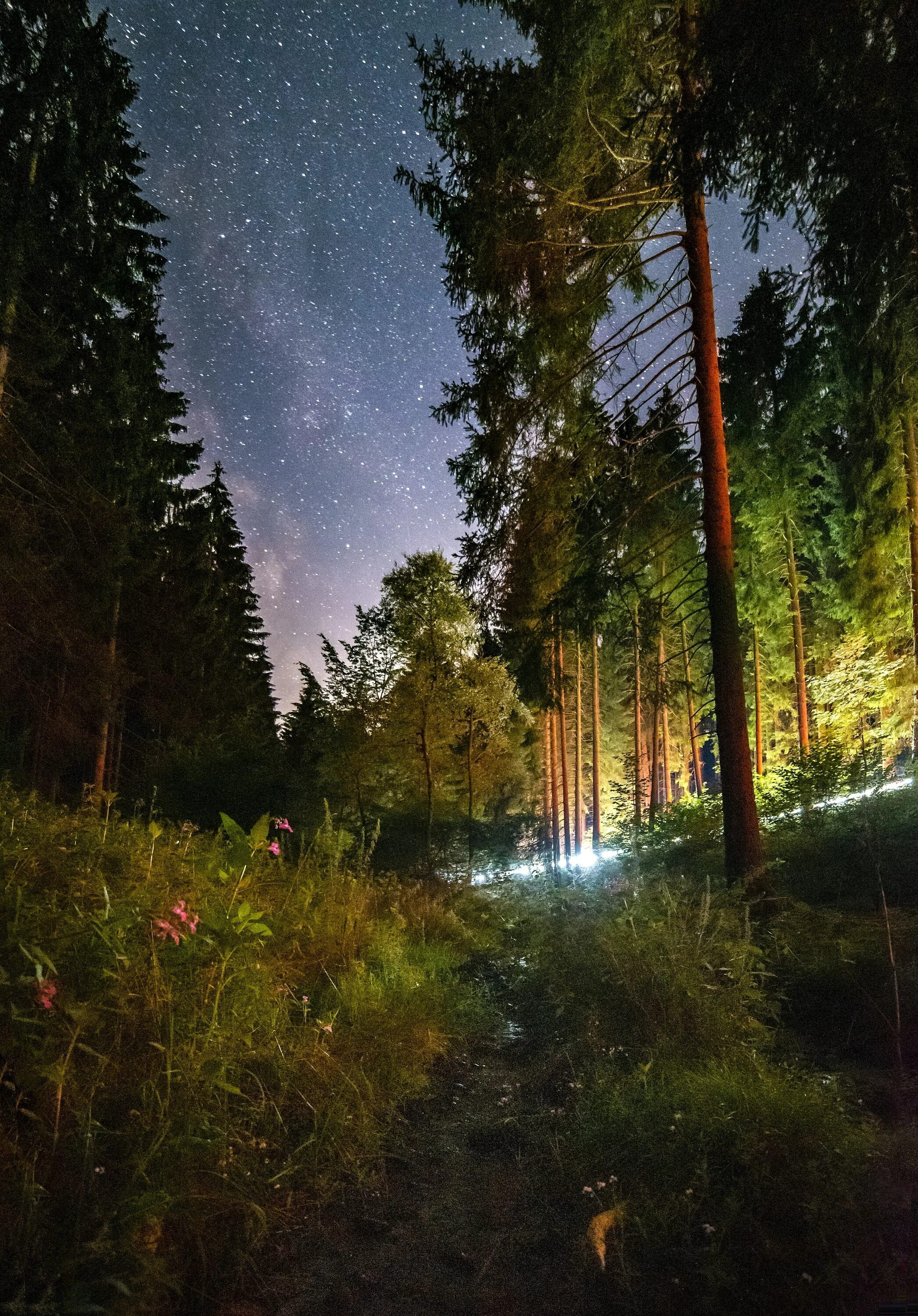 Летняя ночь. «Ночь в лесу». Ночной лес. Лето ночи. Природа летней ночью