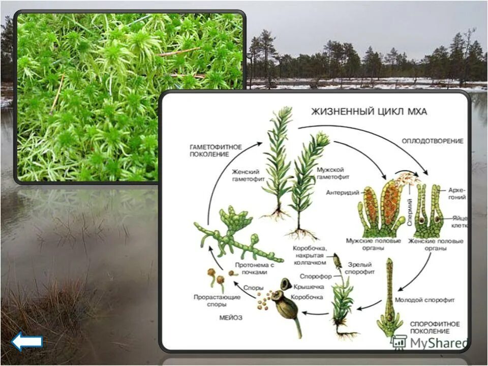 Жизненный цикл мха кукушкин лен схема. Жизненный цикл мхов схема. Жизненный цикл мхов схема. Цикл развития мха мейоз. Цикл развития мхов схема.