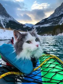 Кот путешественник