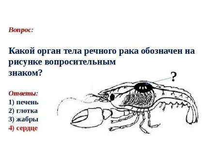 Рассмотрите рисунок рака