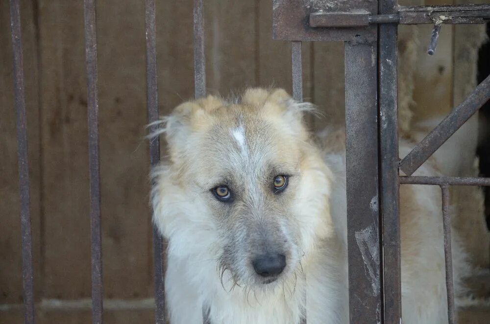 собачьи приюты в ленинградской области всеволожский район. приют для собак. бесплатный приют для собак. бесплатный приют для собак. приют для бездомных собак в москве.