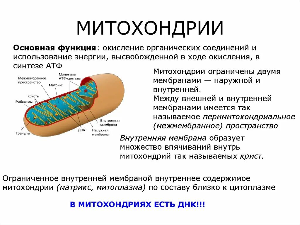 Митохондрии строение и функции кратко биология. Митохондрии строение функции роль. Митохондрии строение и функции. Структура строение функция митохондрии. Что такое митохондрии простыми словами у человека