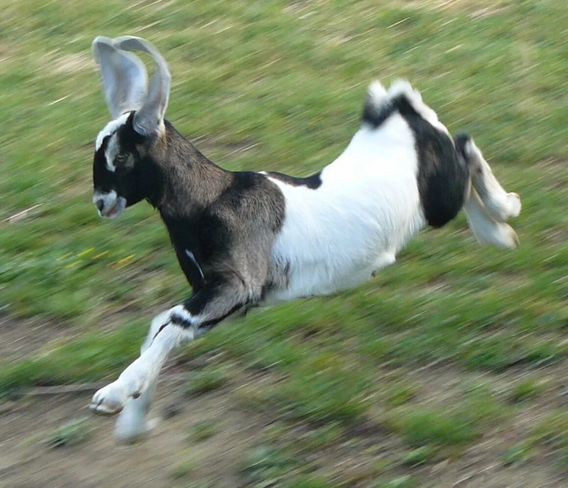 Альпийско нубийские козы. Нубийские козы белые. Anglo-Nubian Goat. Коза прыгает.