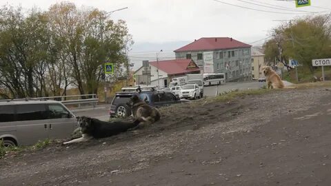 Закон камчатского