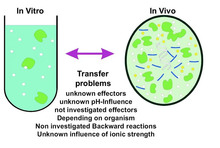 In vivo и in vitro что это такое. Методы in vivo. Условия in vivo in vitro. In situ in vivo.