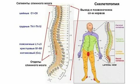Спинной мозг какой отдел позвоночника