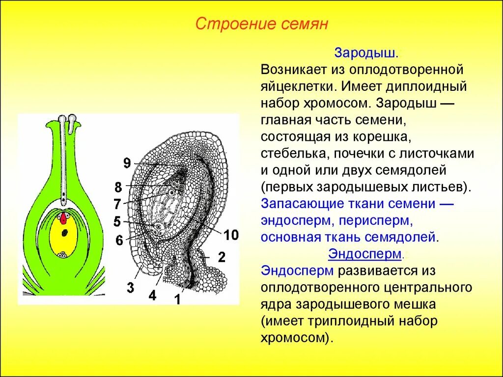 Набор хромосом у зародыша семени покрытосеменных растений. Семя с зародышем набор хромосом. Эндосперм однодольных растений набор хромосом. Зародыш однодольных состоит.
