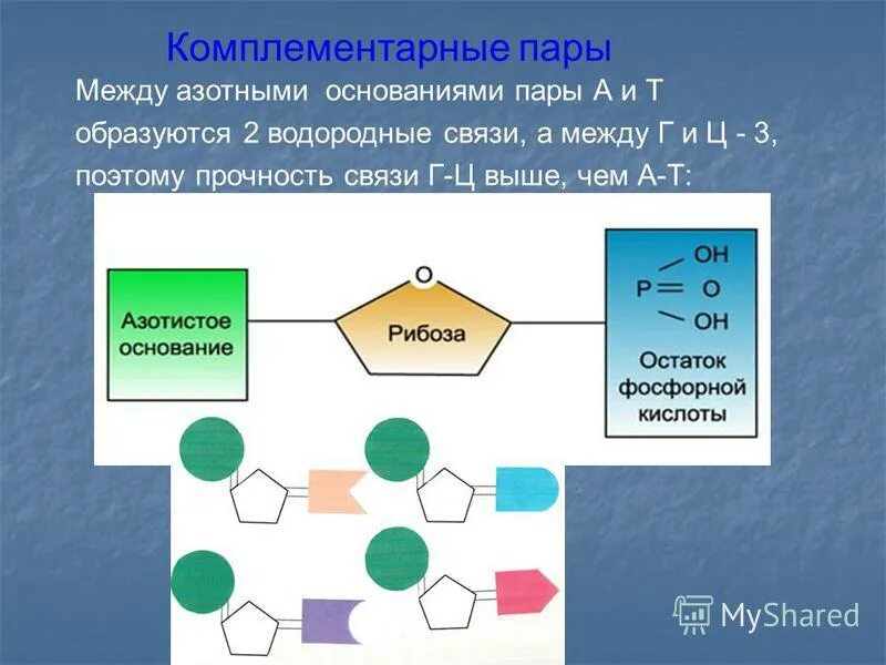 Комплиментарная пара. Связи между азотистыми основаниями. Пары комплементарности. Комплементарные пары азотистых оснований. Связи между комплементарными азотистыми основаниями.