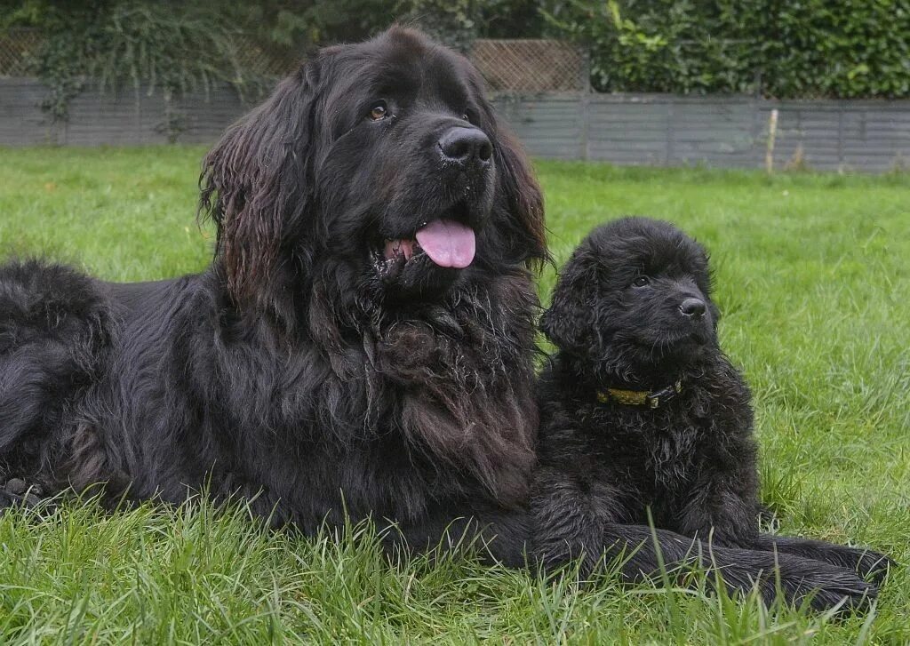 Ньюфаундленд порода собак породы лансер. Ньюфаундленд эстетика. Ньюфаундленд альтернатива. Ньюфаундленд (порода собак). Ньюфаундленд иран.