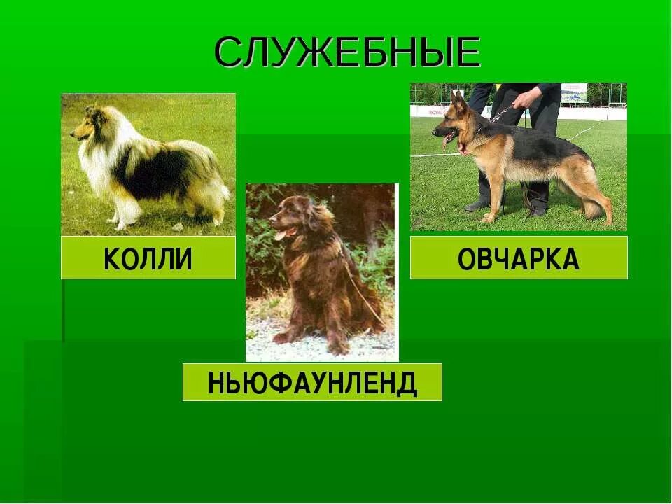 про кошек и собак 2 класс окружающий мир. собака для презентации. кошки и собаки приколы. про пород собак и кошек. про кошек и собак по окружающему миру 2 класс.