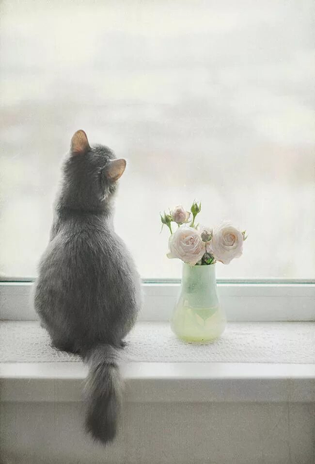 Кот ждет весну. Кошка на окне. Котик на подоконнике. Кошка на подоконнике. Кошки на окошке.