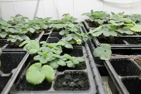 Обработка клубники в августе от болезней