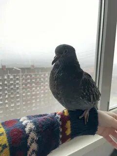 Голубь дома