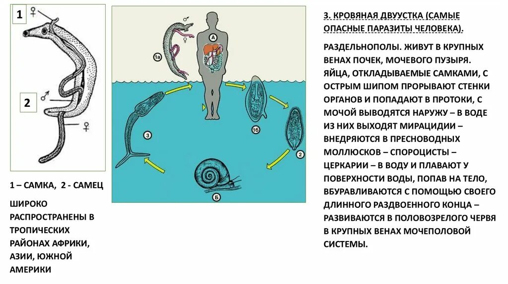 Эволюция трехслойных животных. Трехслойные животные. Паразиты в мочеполовой системе у мужчин. Мочеполовая система коров схема. Двухслойные животные и трехслойные животные.