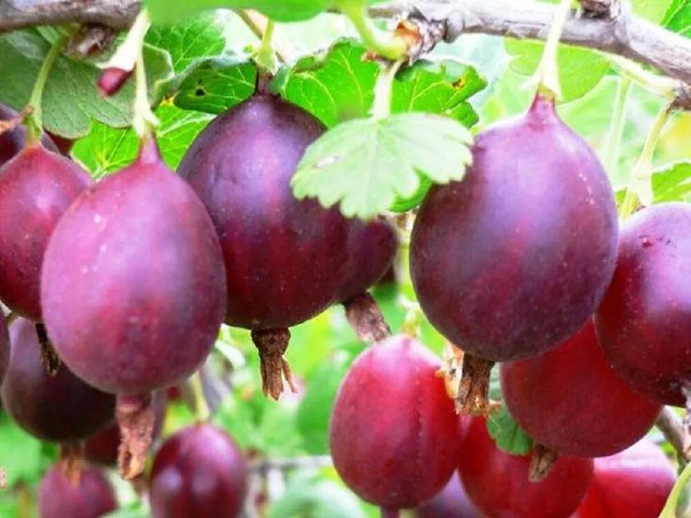 крыжовник колобок окс. крыжовник сорт грушенька. крыжовник сорт краснославянский. крыжовник сорт колобок. крыжовник колобок.