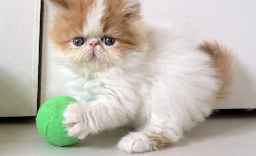 Персидская кошка. Персидская длинношерстная шиншилла. Персидская кошка котята. Персидская кошка классического типа биколор. Как ухаживать за персидским