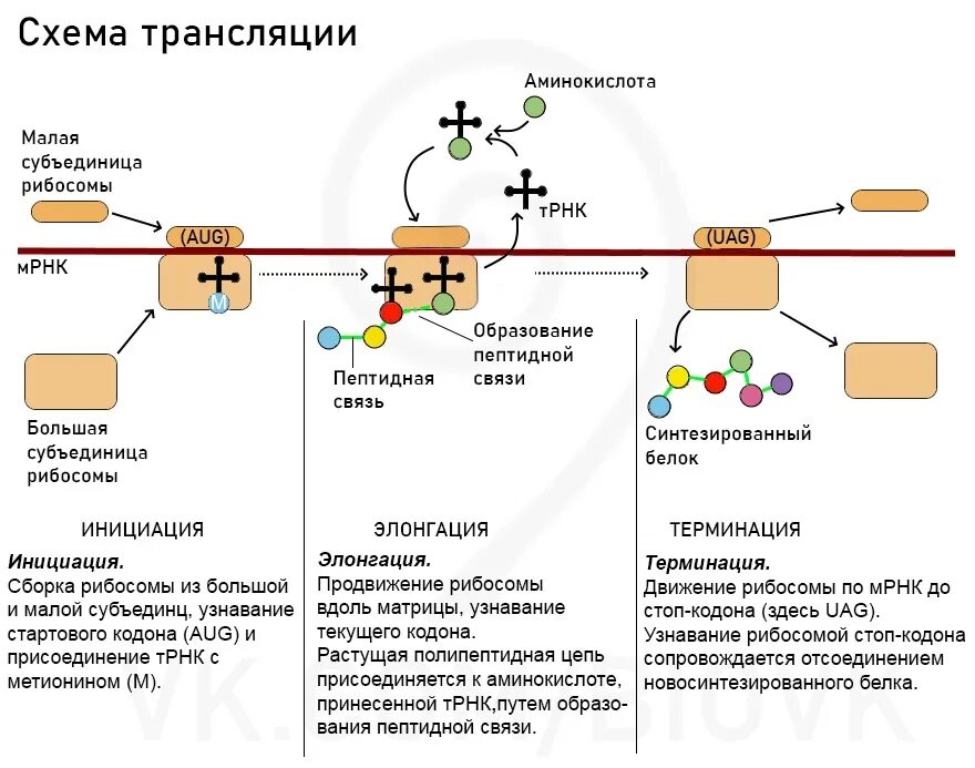 Схема процесса трансляции биология. Схема трансляции белка биохимия. Схема трансляции на рибосоме. Инициация трансляции схема.