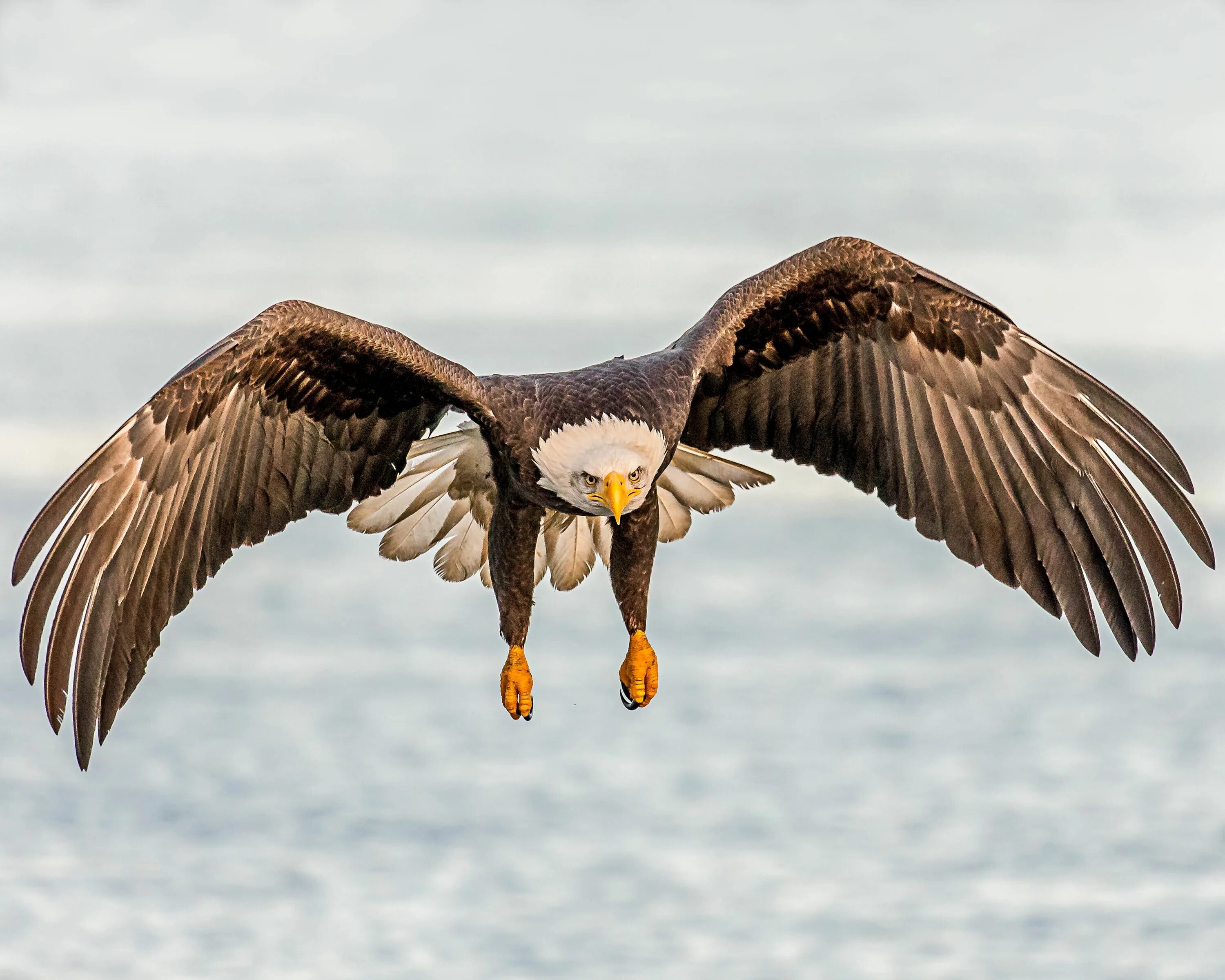 Some Details About Largest Eagles In The World Bald eagle, Eagle, Eagle images