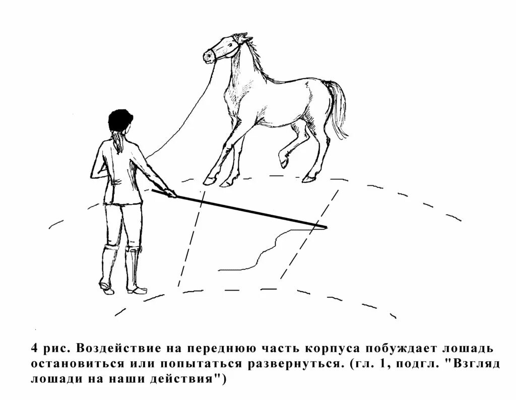 Нужно было остановить лошадь. Лошадь на корде. Лошадь бегает. Занятия на корде. Работа на корде с лошадью.