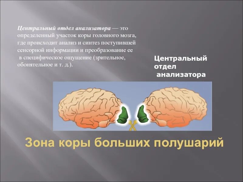 Анализатор состоит из участка коры головного мозга. Центральные отделы анализаторов коры больших полушарий. центральный отдел анализатора. анализаторы и кора полушарий. зрительная зона коры больших полушарий головного мозга.