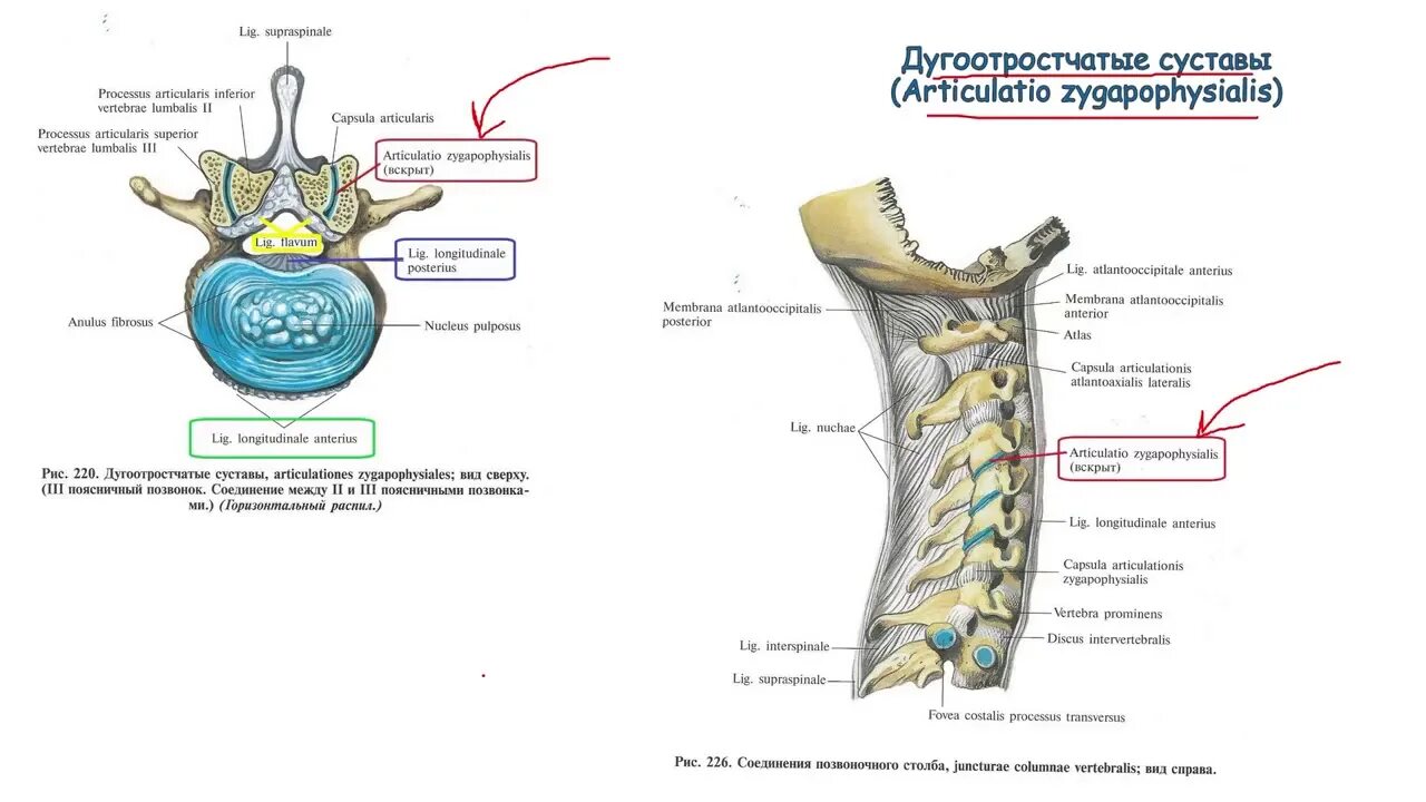 Типы соединения поясничного отдела