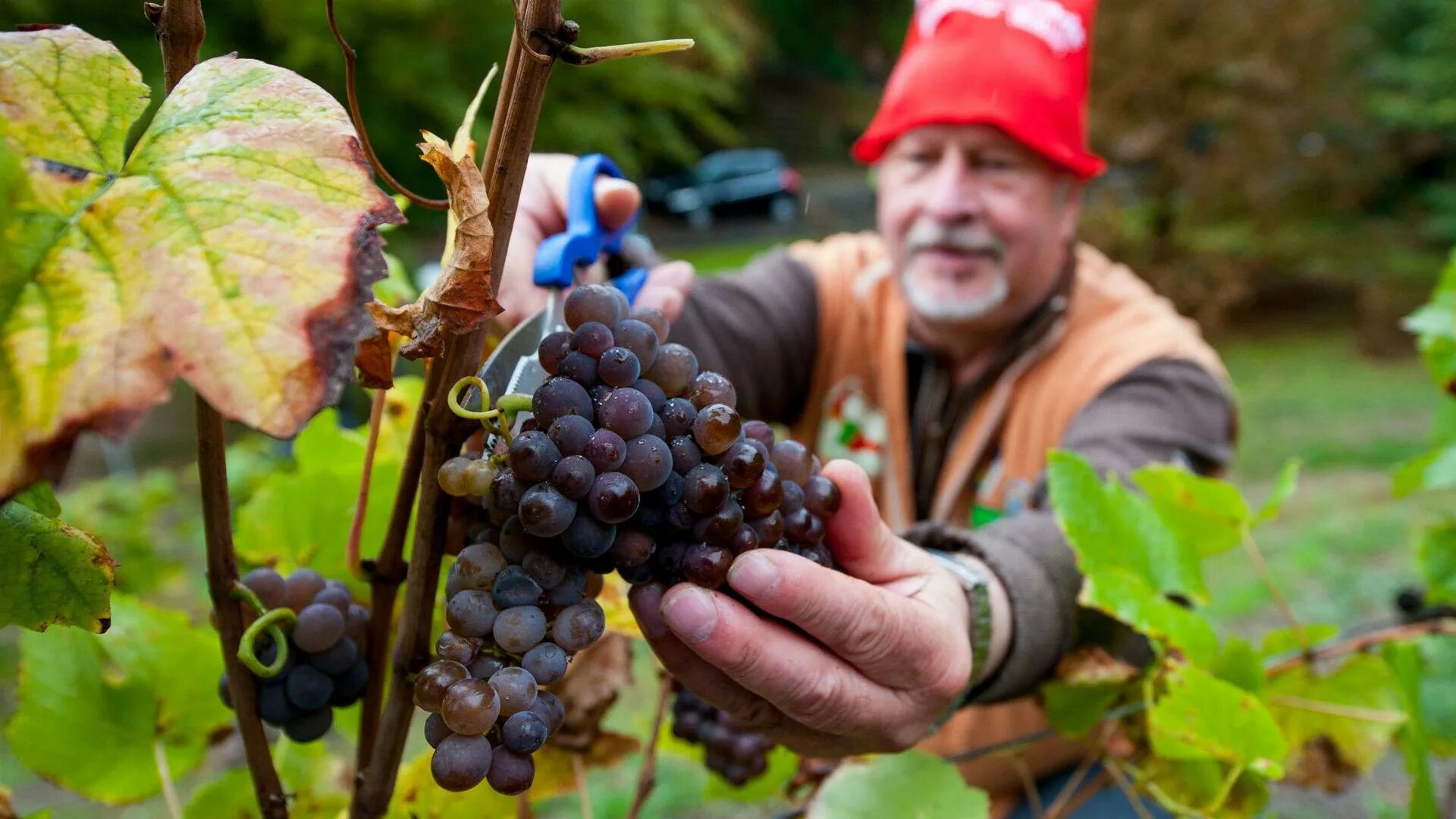 Применения винограда. Виноград в руках. Дед с виноградом. Дедушка виноград. Наука о винограде.