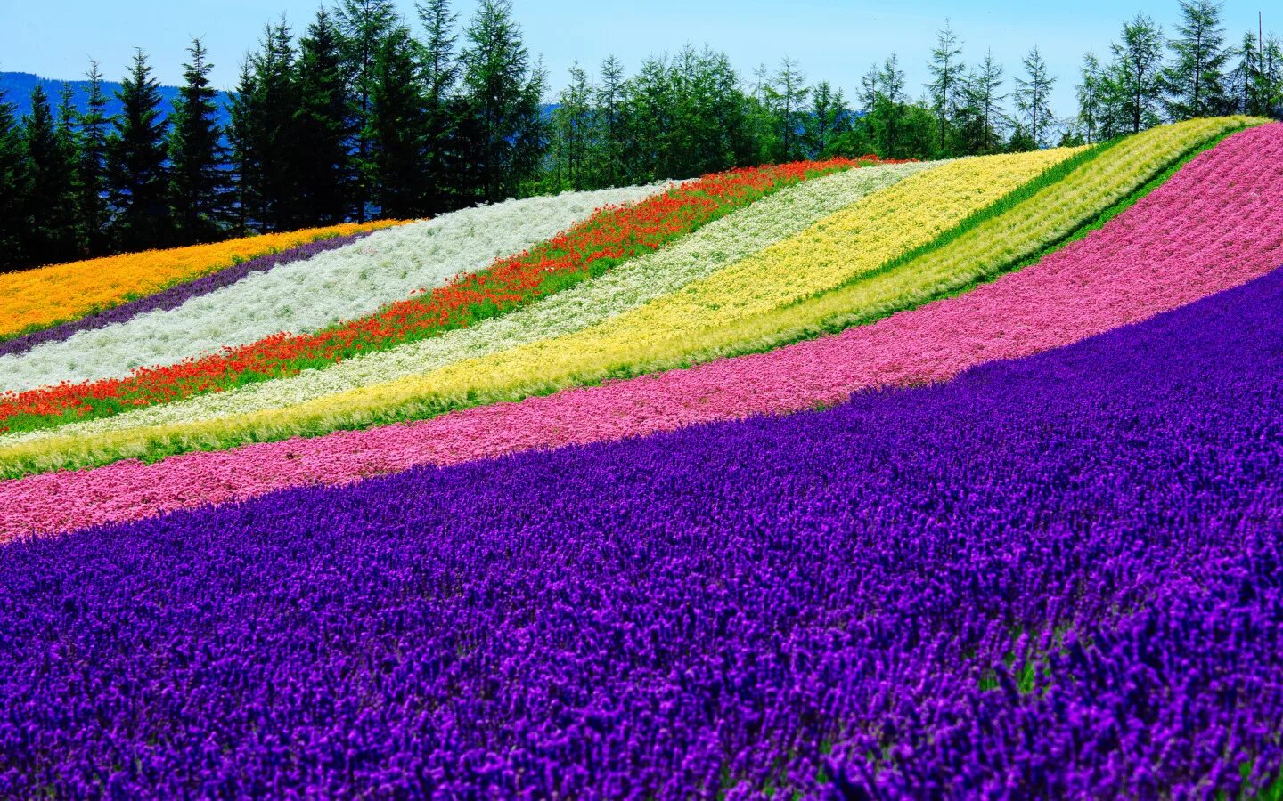 Цветного лето. Цветочное поле. Поле ярких цветов. Поле разноцветных цветов. Разноцветные цветочные поля.