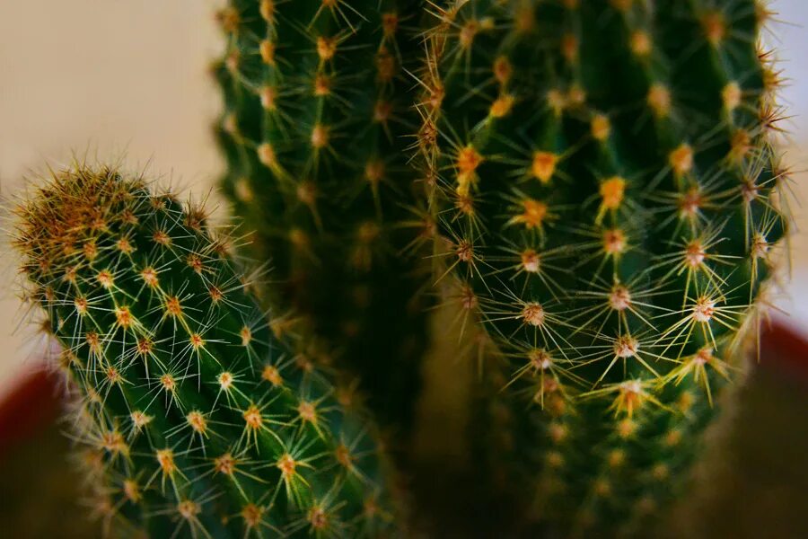 температура кактуса. кактус температура. кактусы комнатные виды и названия с фото. температура кактуса. кактусы комнатные информация.