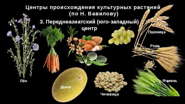 Центр происхождения твердой пшеницы. Юго-западноазиатский центр происхождения культурных растений. дыня центр происхождения культурных растений. юго западно азиатский центр происхождения культурных растений. переднеазиатский центр происхождения растений.