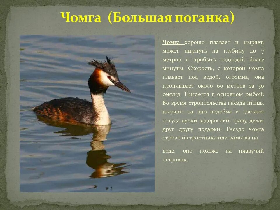 Занесена ли утка в красную книгу. Чомга или большая поганка красная книга. чомга описание. большая поганка чомга занесена в красную книгу. чомга хвост.